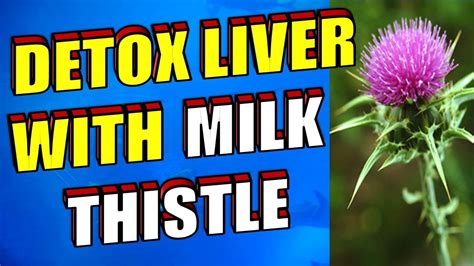 How To Detoxify Your Liver With Milk Thistle - YouTube