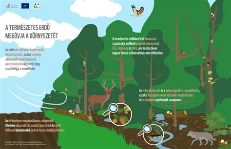 What do we owe to the forests? – Infographics series on natural forest ecosystem services ...