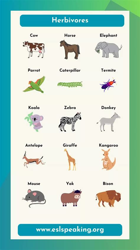 Examples of Herbivores List | Herbivorous Animal Names | Herbivorous animals, Teaching english ...