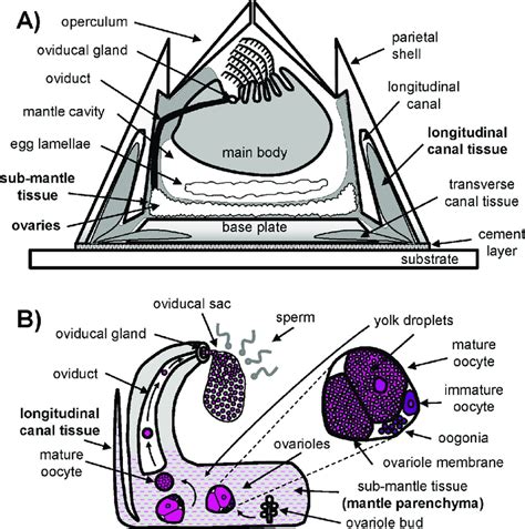 Acorn Barnacle Taxonomy