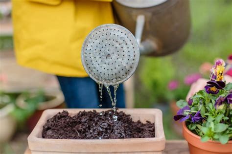 Watering Plants: This Is How You Water Flowers & The Garden