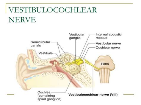 VESTIBULOCOCHLEAR NERVE | Sensory nerves, Cranial nerves and Vestibular system