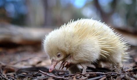 VIDEO: white echidna sighted in Tasmania - Australian Geographic