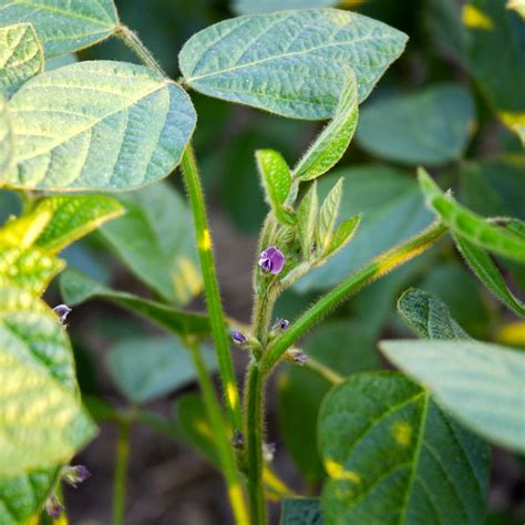 Why it's important to get your soybeans planted sooner than later