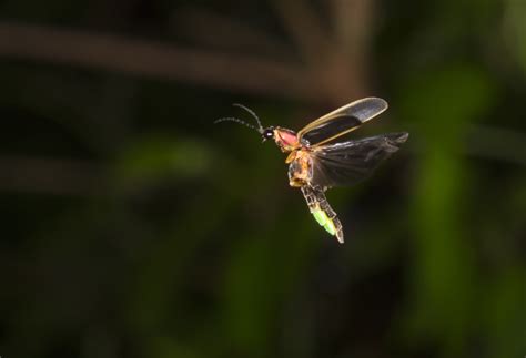 Fireflies Need the Dark to Talk with Light - International Dark-Sky Association