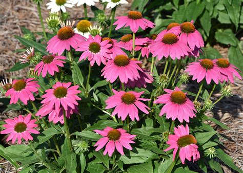 Coneflowers are ideal for busy gardeners | Mississippi State University Extension Service