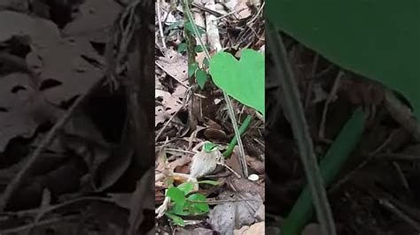 Serpiente Cazadora Verde - YouTube