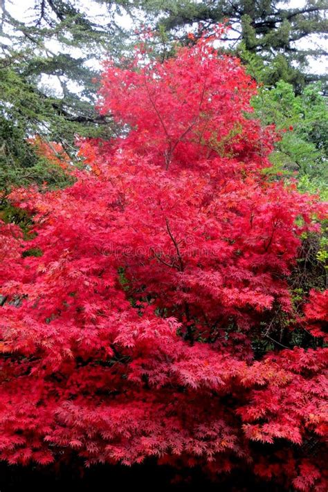 Red Maple Tree Picture. Image: 86244700