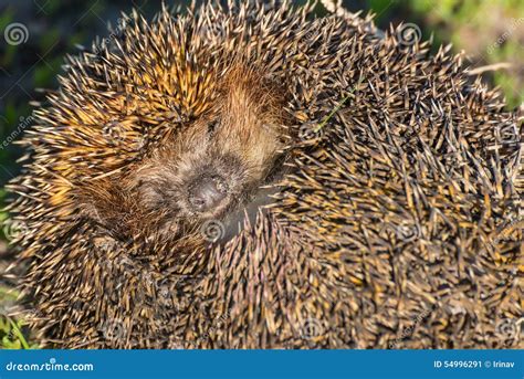 Hedgehog portrait sleeps stock image. Image of needles - 54996291