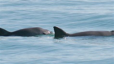 There Are Just 10 Vaquitas Left – But They Can Still Recover, Scientists Say | IFLScience