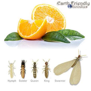 Orange Oil Termite Treatment A Safe Effective Fumigation Alternative