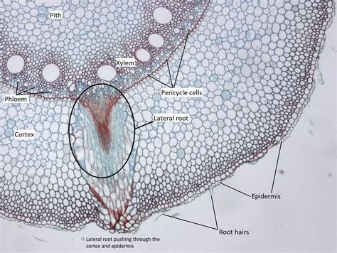 Monocot Root Cross Section Labeled