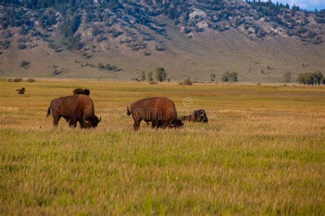 The Herd Bison in Yellowstone National Park, Wyoming. USA Stock Photo - Image of animal, bull ...