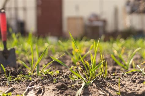 Premium Photo | Farmer in the vegetable garden, gardening tools