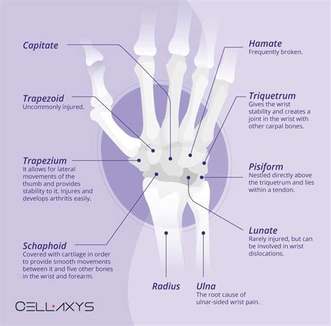 Wrist Anatomy Ulnar Side