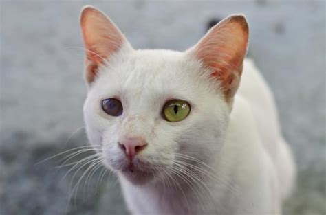 Glaucoma in cats - Causes, symptoms and treatment