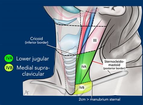 Jugular Lymph Nodes