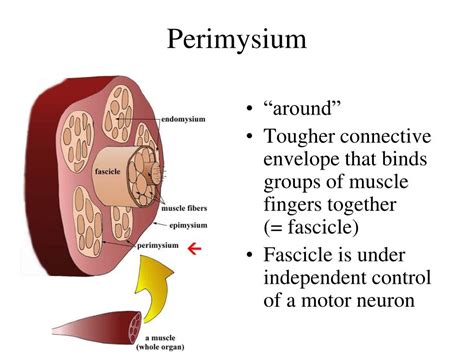 PPT - Definitions to know PowerPoint Presentation, free download - ID:2401768