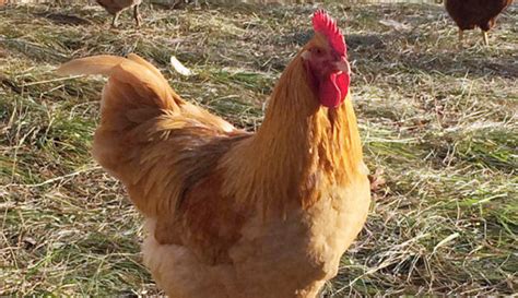 4 Myths About Pastured Poultry - Hobby Farms