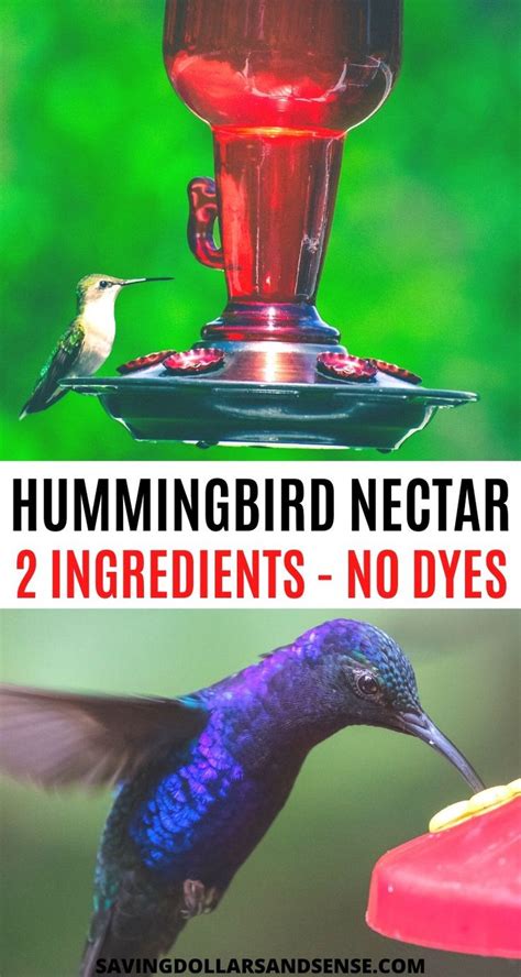 Hummingbird Nectar Recipe Plus Feeder Tips