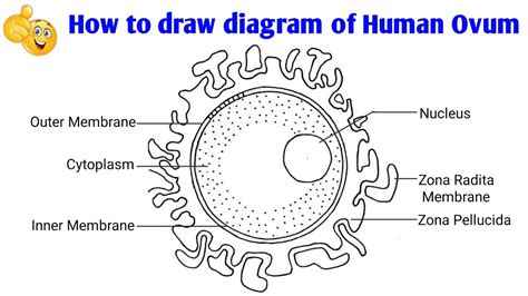 Draw A Labelled Diagram Of Human Ovum Science Topperlearning | The Best ...