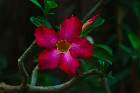 calachuchi or Frangipani flower 23908277 Stock Photo at Vecteezy