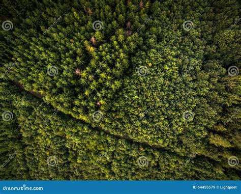 Aerial view of forests stock image. Image of panorama - 64455579