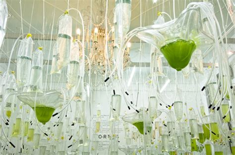 Algae: Art's New Star | HuffPost