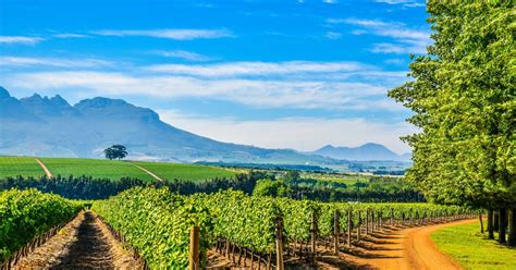 Plan your exclusive Stellenbosch wine tour - Wine Paths