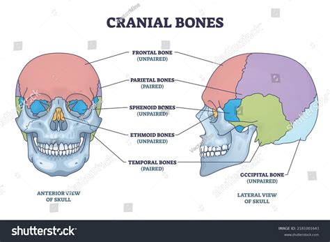 149 Face Anatomy Description Images, Stock Photos & Vectors | Shutterstock