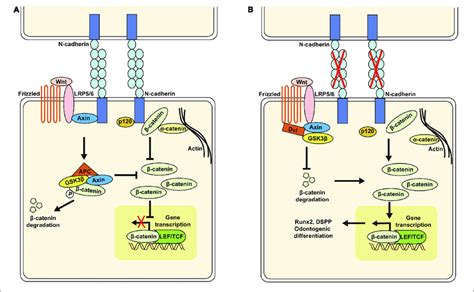 | Schematic of the proposed model for N-cadherin/β-catenin signaling in... | Download Scientific ...