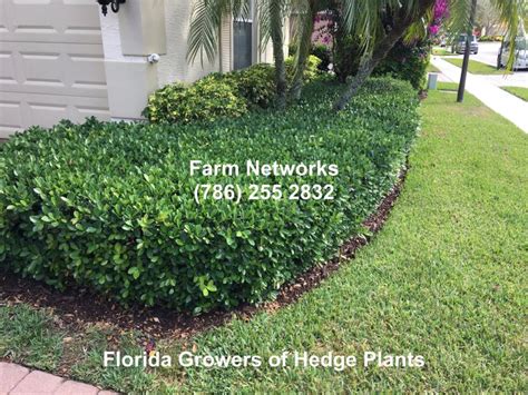 Green Island Ficus Hedge-South Florida | Florida landscaping, Landscape ...