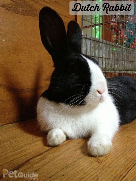 Dutch Rabbit Breed Information and Pictures - PetGuide.com | PetGuide