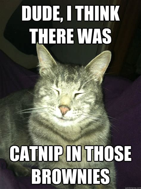 High Cat Meme