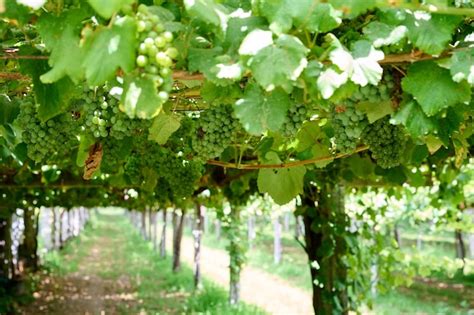 Premium Photo | Green grapes on the vine in the vineyard. close up