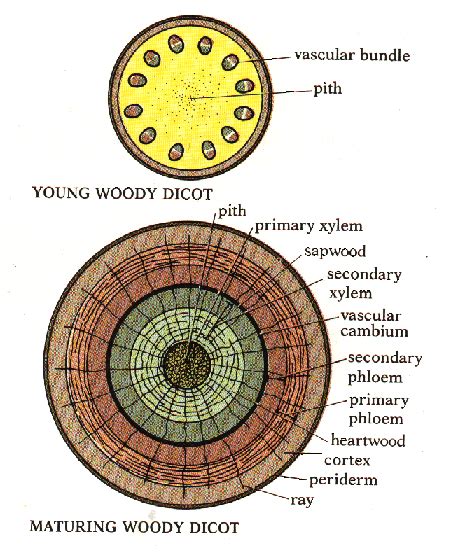 Woody Stem Structure