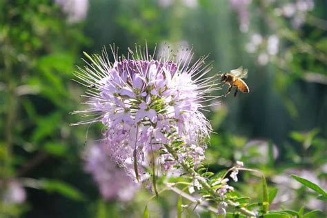 How to Grow Bee Balm and Uses for Bee Balm - The Homespun Hydrangea