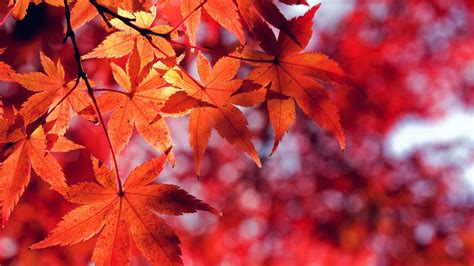 Red Leaf Fall Wallpapers - Wallpaper Cave