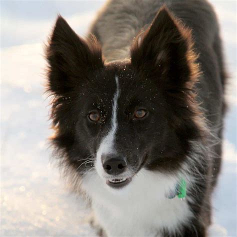 29 Adorable Border Collie mixes that will steal your heart ...