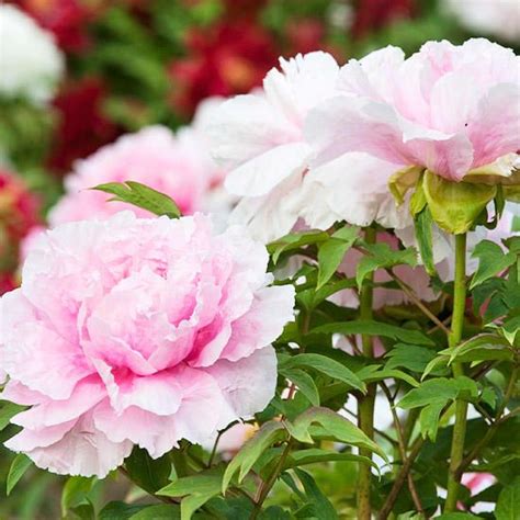 Top Tree Peony Varieties | Peonies garden, Tree peony, Beautiful flowers