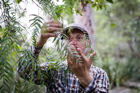 Pink peppercorns, on a tree near you. — Wild Plants, Foraging, Food ...