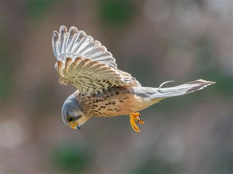 Kestrel Hovering: A Complete Guide | Birdfact