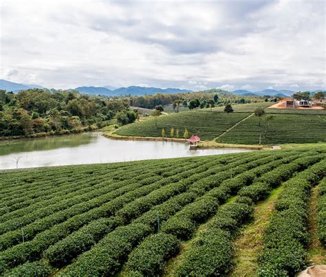 Going Out For Thai Food: Choui Fong Tea Plantation, Chiang Rai, Thailand