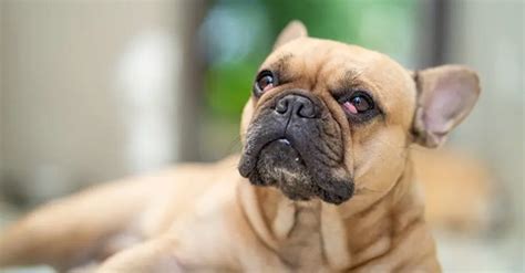 French Bulldog Cherry Eye: Prevention Tips for Frenchie Owners | Frenchie Complex