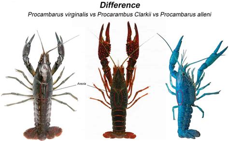 Procambarus clarkii – Detailed Guide: Care, Diet, and Breeding - Shrimp ...