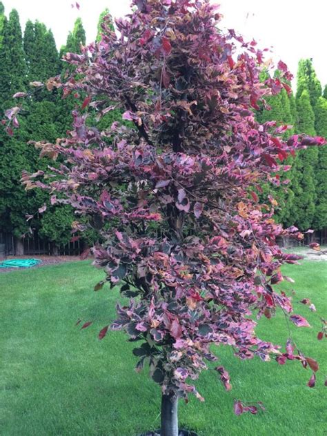 Purple Tricolor Beech (fagus sylvatica purpurea tricolor): Purplish leaves with pinkish ...