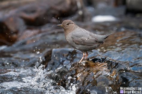 American Dipper - Wildernessshots Photography