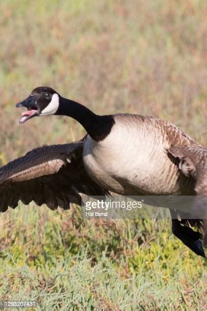 34 Geese Honking Stock Photos, High-Res Pictures, and Images - Getty Images