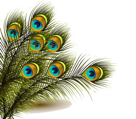 Clipart png peacock, Clipart png peacock Transparent FREE for download ...