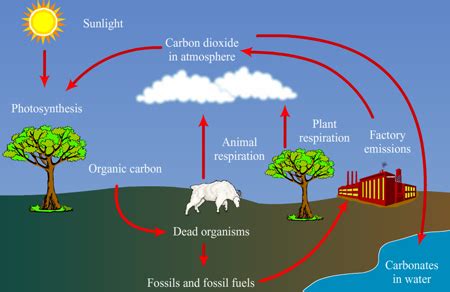 How does carbon cycle through the biosphere? | Socratic